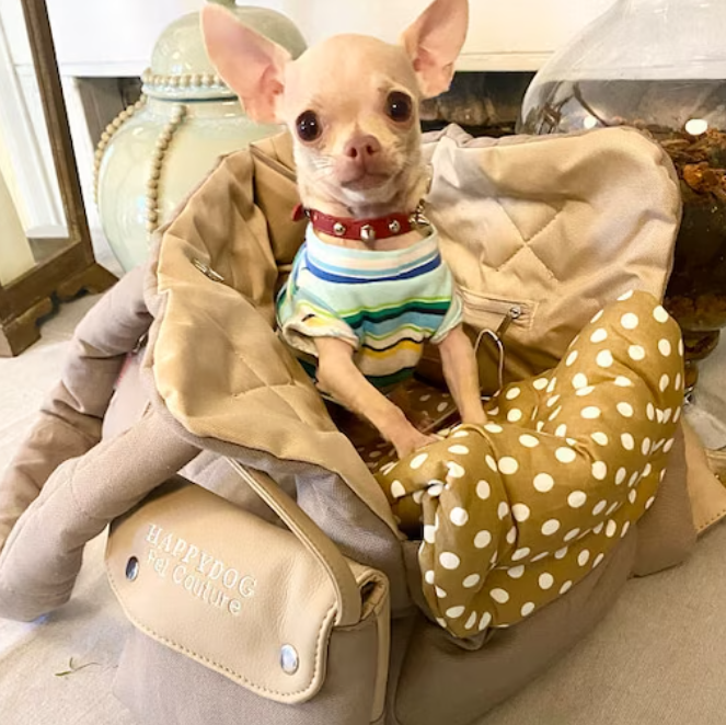 Small dog syndrome? Articles New Forest Dog NFDOG